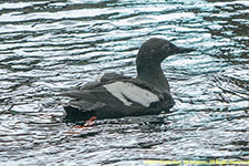 guillemot